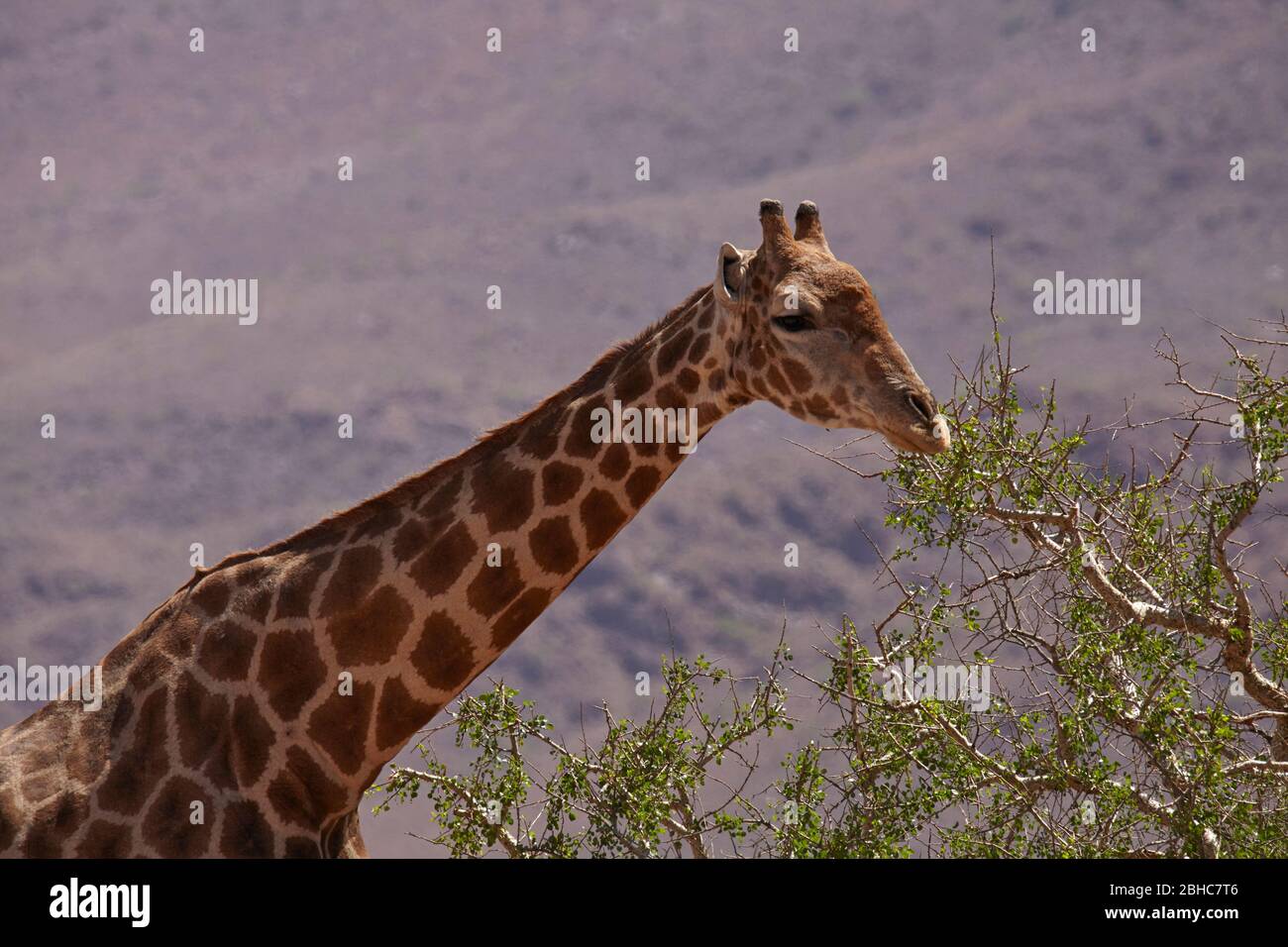 Giraffe (Giraffa camelopardalis angolensis), deserto del Namib a sud di Sesriem, Namibia, Africa Foto Stock