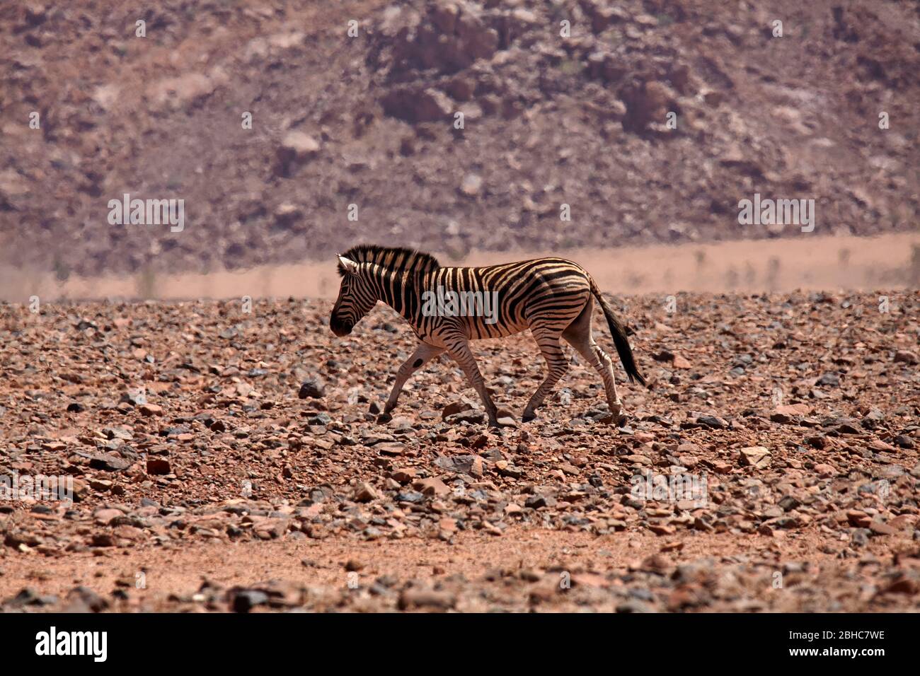 Zebra e shimmer caldo, deserto del Namib, Namibia, Africa Foto Stock