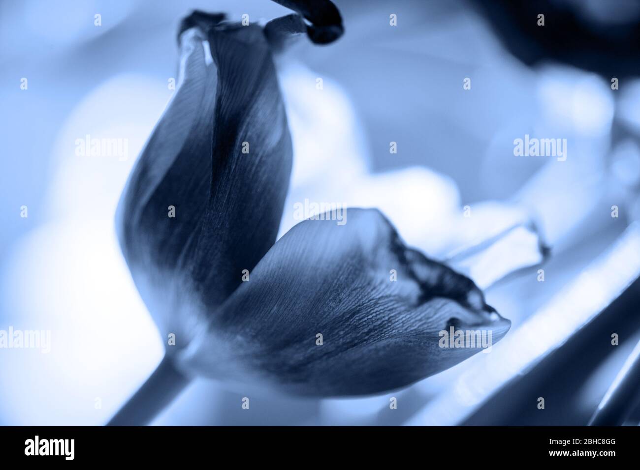 petali di tulipano in primo piano, tonici in blu, bella cartolina di auguri. Foto Stock