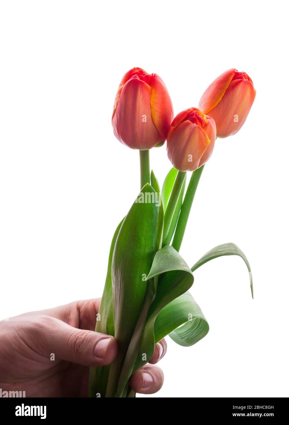 bouquet di tre tulipani rossi a mano isolati su fondo bianco Foto Stock