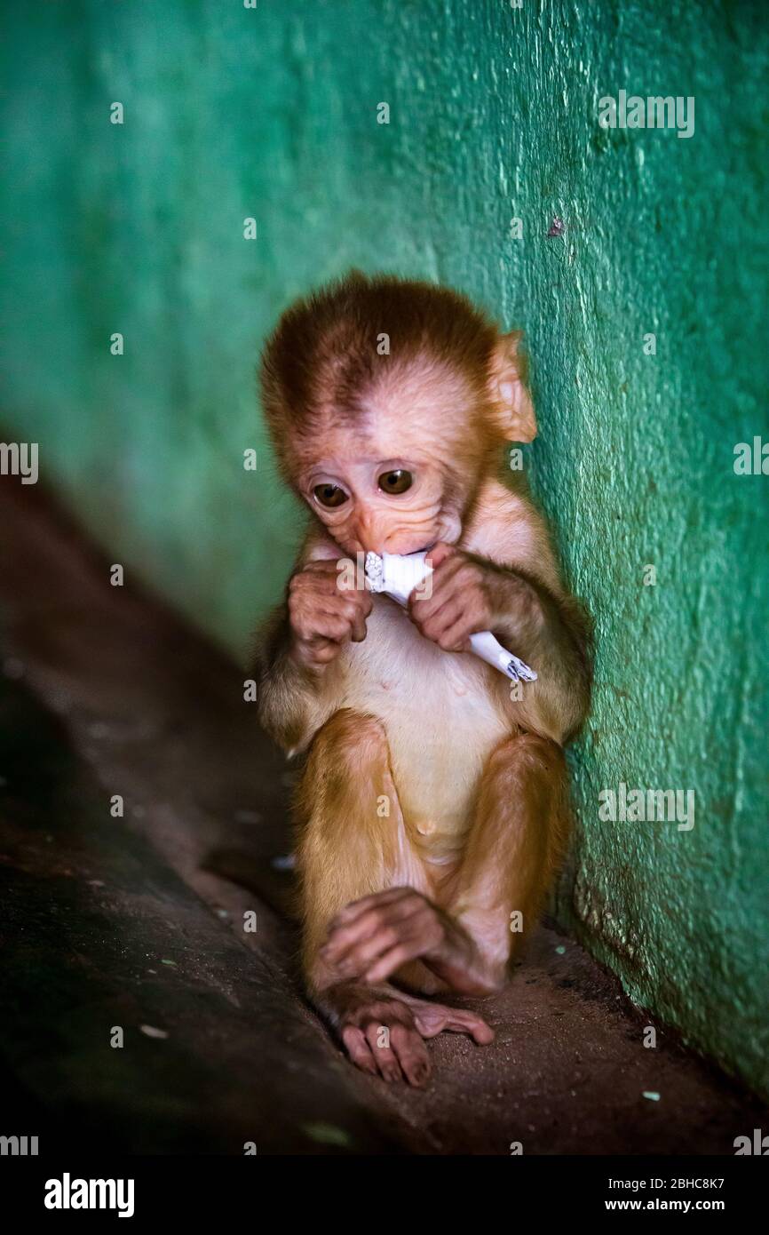 Cucciolo di scimmia isolato con carta arrotolata in mano. In una posizione  che suscita tenerezza. Scimmie macachi sul cofano. Location: Italy Foto  stock - Alamy