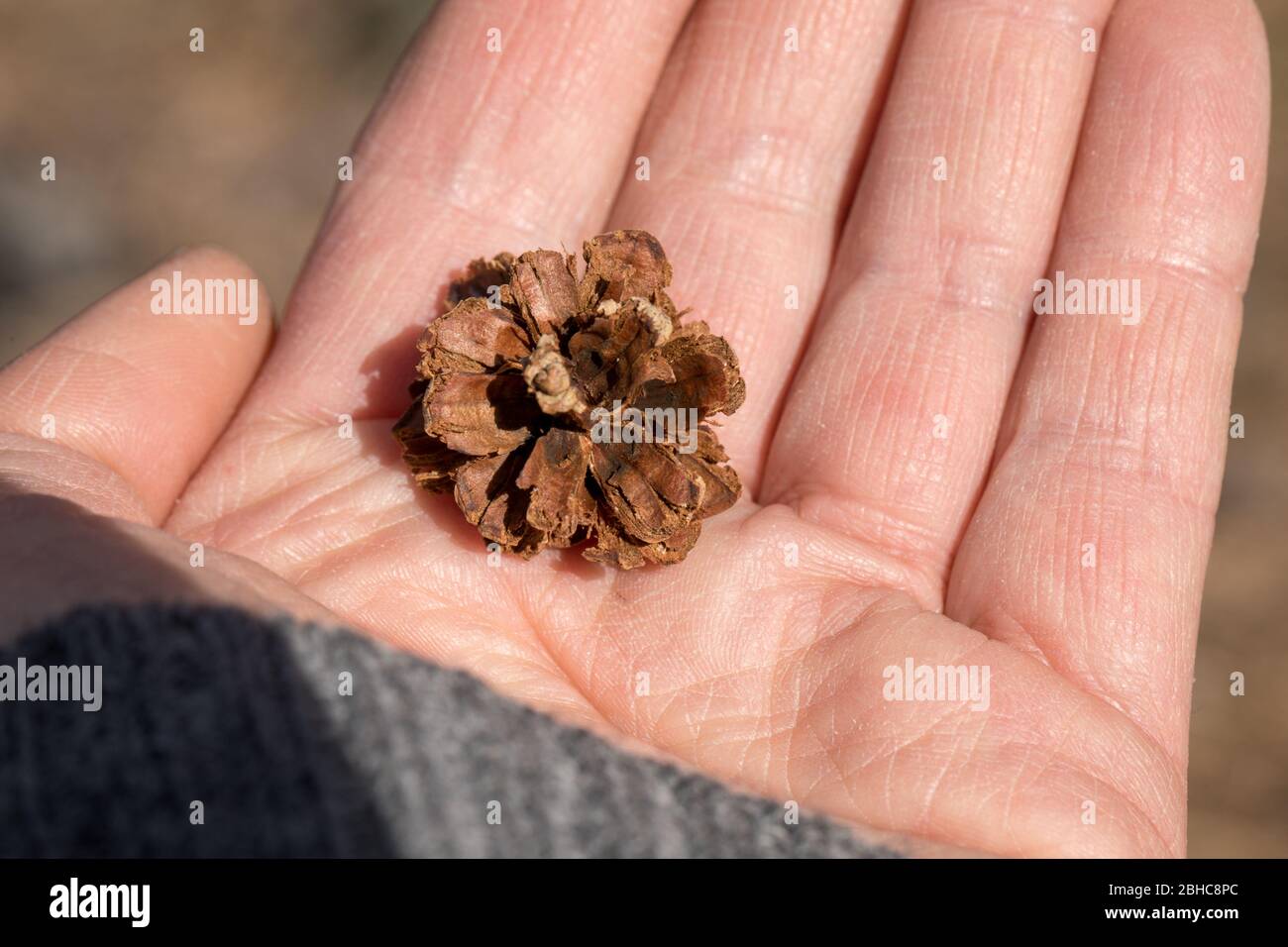 Cono di pino in mano umana, aperto da un uccello di crossbill - probabilmente Loxia pytyopsittacus Foto Stock