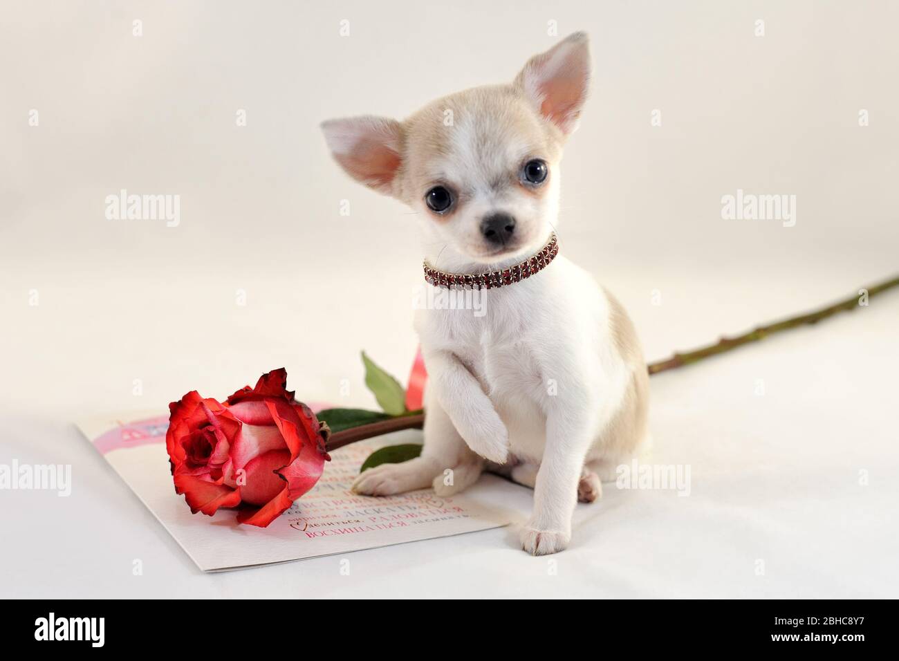 Cucciolo Chihuahua a pelo corto Foto Stock