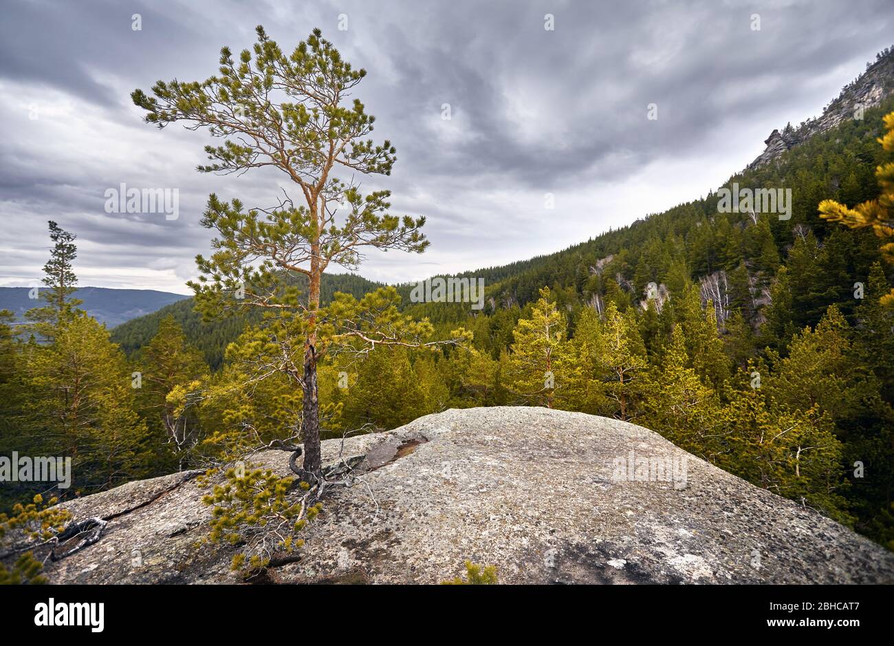 Bellissimo pino nella foresta a montagne rocciose di Karkaraly parco nazionale in Kazakistan centrale Foto Stock