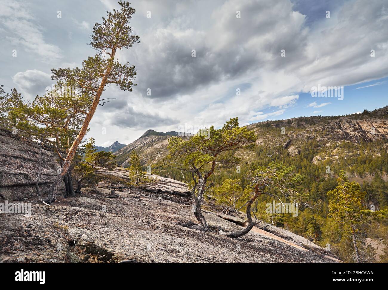 Bellissimi alberi di pino nella foresta a montagne rocciose di Karkaraly parco nazionale in Kazakistan centrale Foto Stock