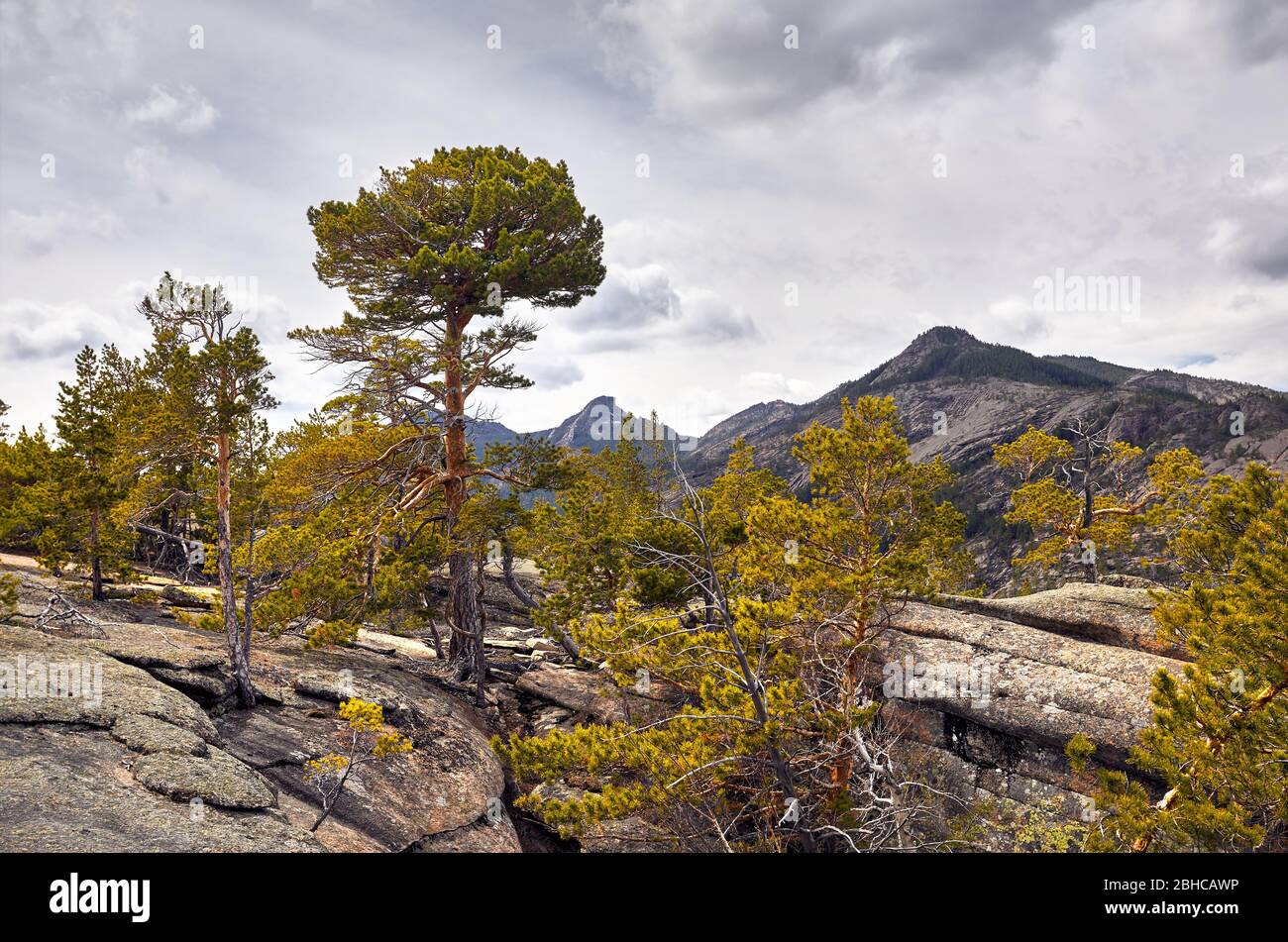 Bellissimi alberi di pino nella foresta a montagne rocciose di Karkaraly parco nazionale in Kazakistan centrale Foto Stock
