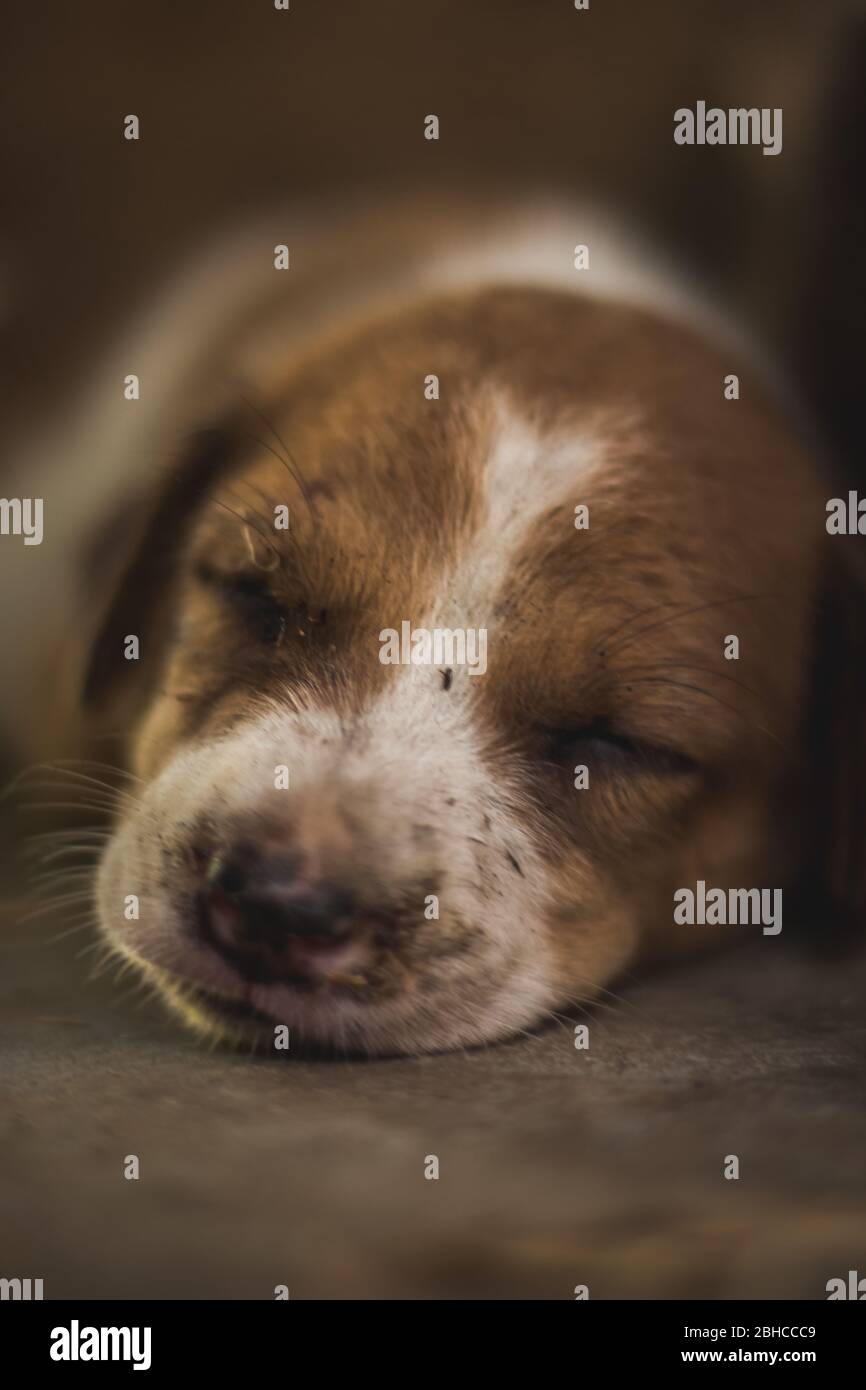 Carino cane da strada dormiente cucciolo. Piccolo cane cucciolo che dorme sulla strada del mercato in India. Home meno cane da strada cucciolo sdraiato. Foto Stock