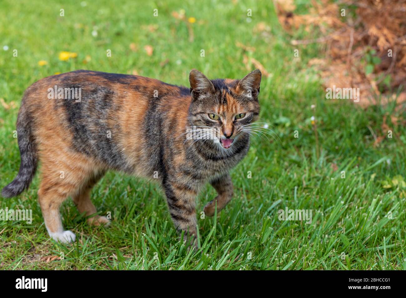 Giovane gatto carino meowing sul prato verde in una giornata di sole Foto Stock