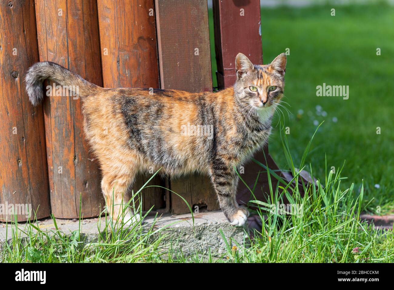 Giovane gatto carino in piedi da un portico di legno in una giornata di sole Foto Stock