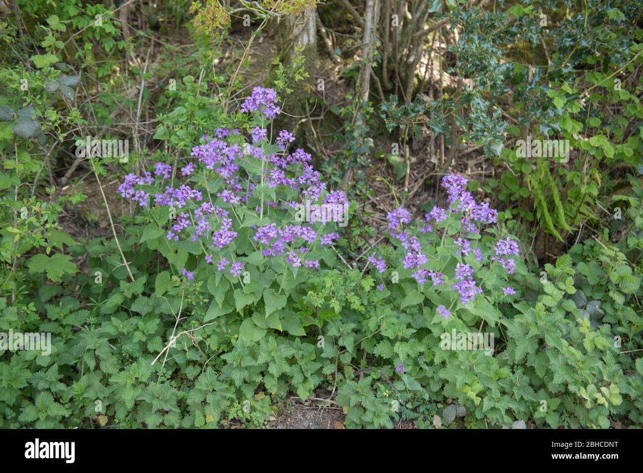 Primavera fioritura onestà o Moneywort Wild Flower (Lunaria annua) crescere su un Roadside Verge in Devon Rurale, Inghilterra, Regno Unito Foto Stock