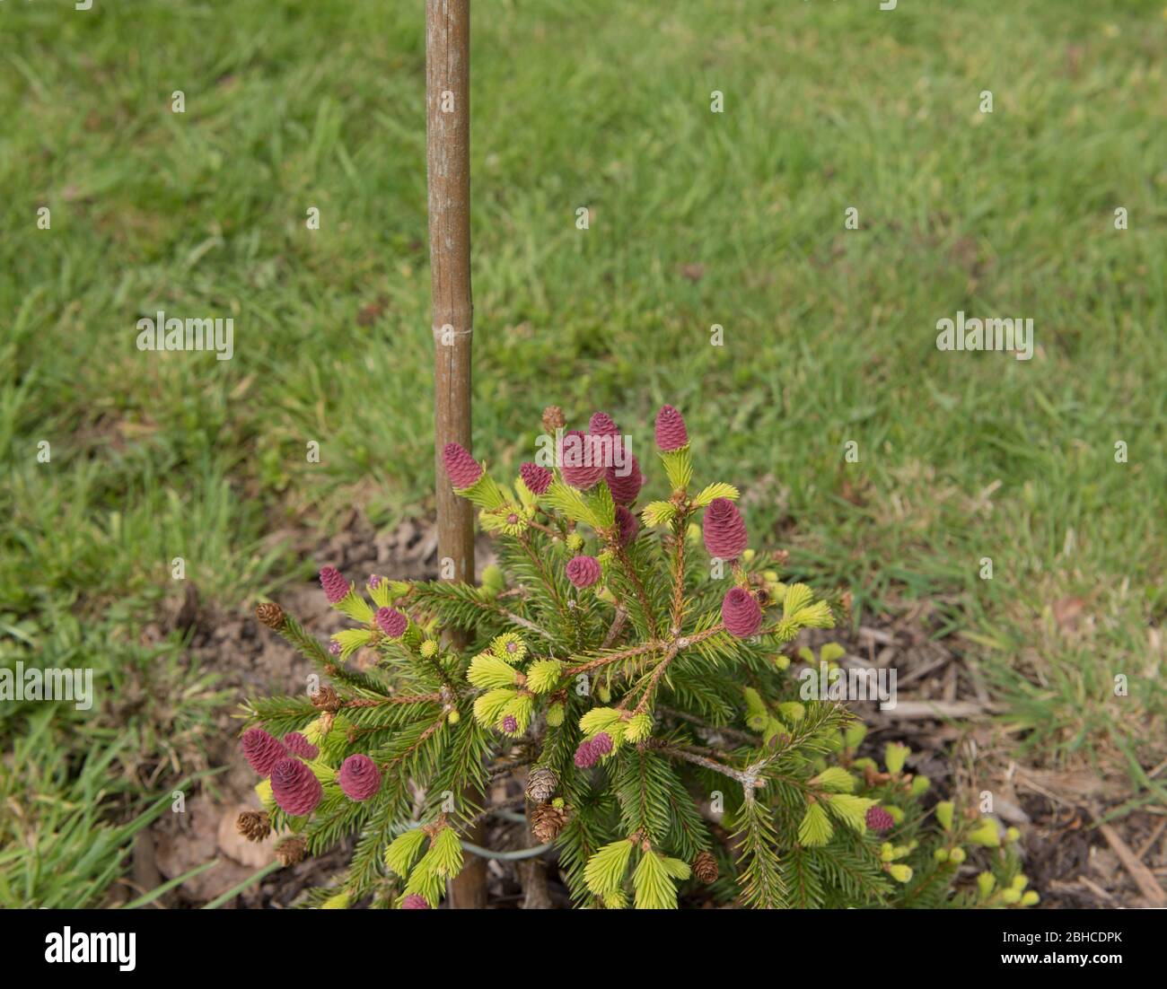 Coni rosa brillante e la crescita di primavera su un albero di Abete Norvegese nano (Picea abies 'Pusch') che cresce in un giardino di Cottage di paese in Devon Rurale, Inghilterra Foto Stock