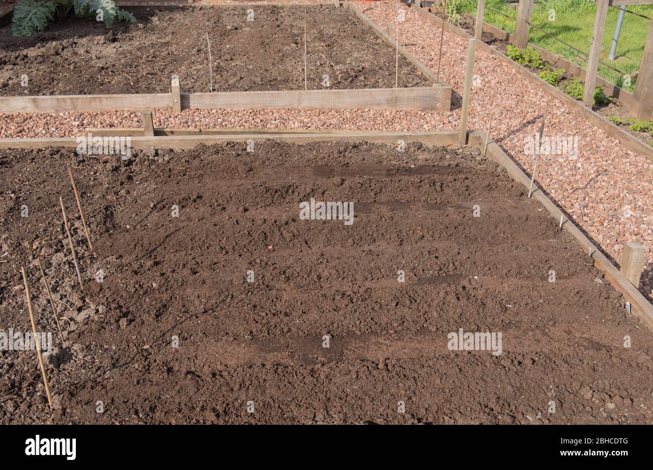 File di semi di barbabietole e spinaci piantati in compost in letti sopraelevati su un Allotment organico in un Giardino vegetale in Devon Rurale, Inghilterra, Regno Unito Foto Stock