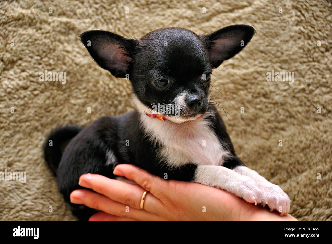 Cucciolo di Chihuahua su una mano femminile Foto Stock