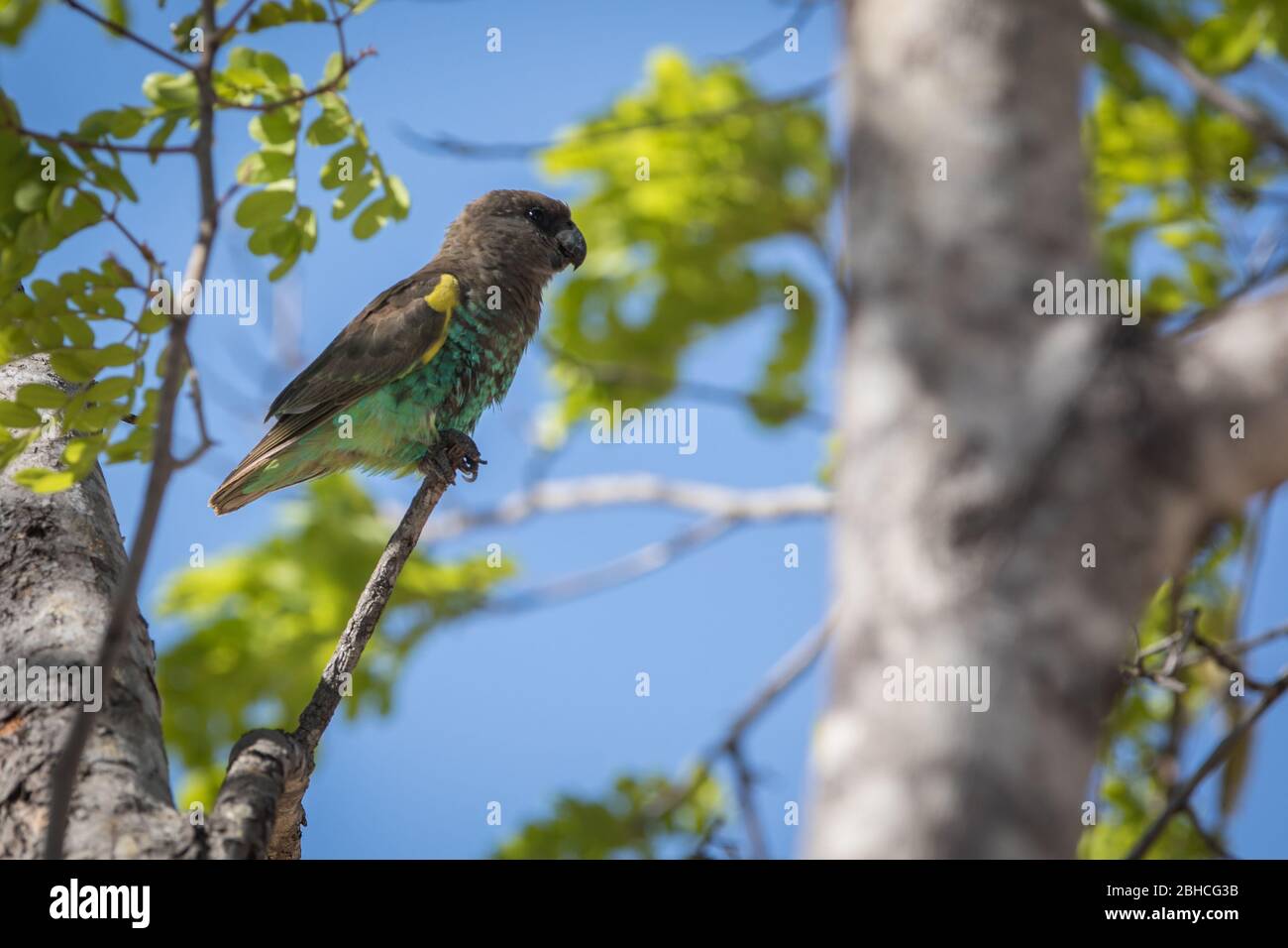 Paesaggi savani del Parco Nazionale di Hwange, Matabeleland Nord, Zimbabwe, forniscono habitat per il pappagallo di Meyer, Poicephalus meyeri, Foto Stock