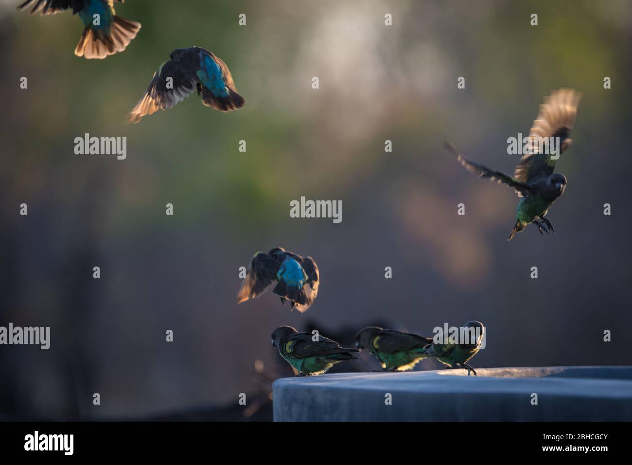 I paesaggi savani del Parco Nazionale di Hwange, provincia del Nord della Matabeleland, Zimbabwe, forniscono l'habitat per il pappagallo di Meyer, Poicephalus meyeri. Foto Stock