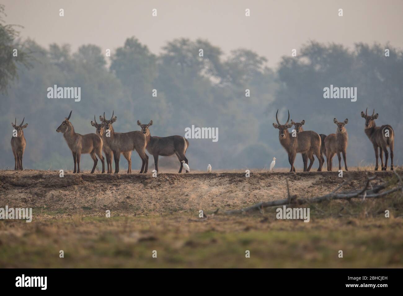 Waterbuk, Kobus ellissiprymnus, pascolare lungo il fiume Zambesi a Chikwenya, concessione safari, Mana Pools National Park, Mashonaland West Zimbabwe Foto Stock