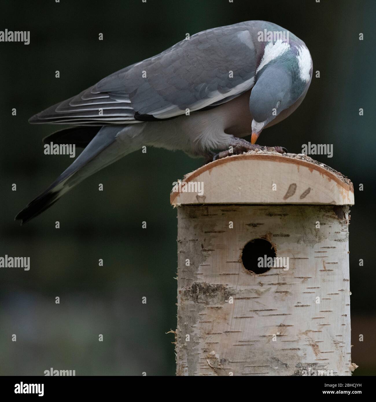 Londra, Regno Unito. 24 aprile 2020. Giorno 33 di Coronavirus in Gran Bretagna, e un picchiadone di legno esamina un uccello di legno di uccello che nidificano scatola in un giardino di Londra. Credito: Malcolm Park/Alamy Foto Stock