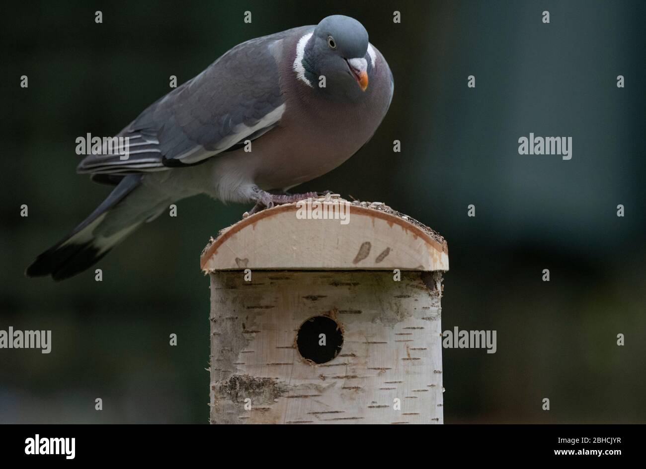 Londra, Regno Unito. 24 aprile 2020. Giorno 33 di Coronavirus in Gran Bretagna, e un picchiadone di legno esamina un uccello di legno di uccello che nidificano scatola in un giardino di Londra. Credito: Malcolm Park/Alamy Foto Stock