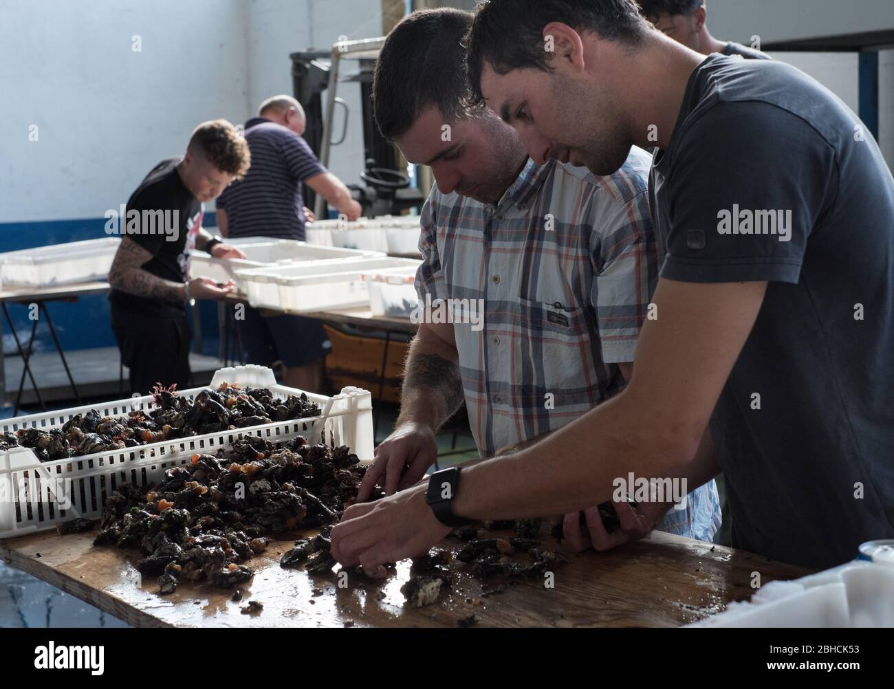 Pulizia dei barnacoli a collo d'oca (percebes) all'interno del mercato del pesce all'ingrosso di Luarca, sulla costa delle Asturie, nel nord della Spagna Foto Stock