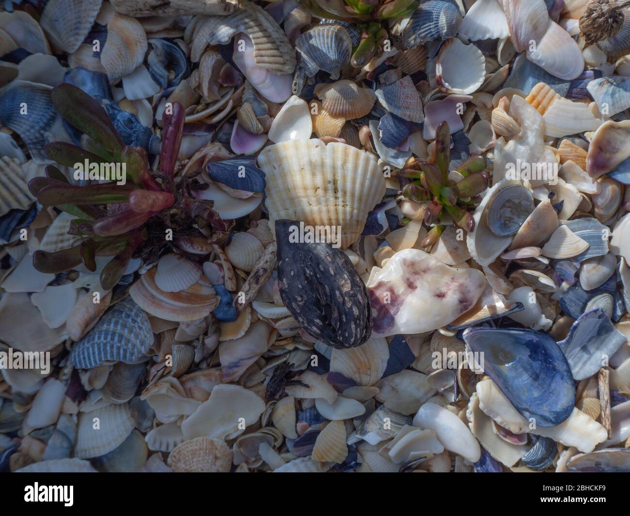 Natura sul mare, piante crescono tra le conchiglie Foto Stock