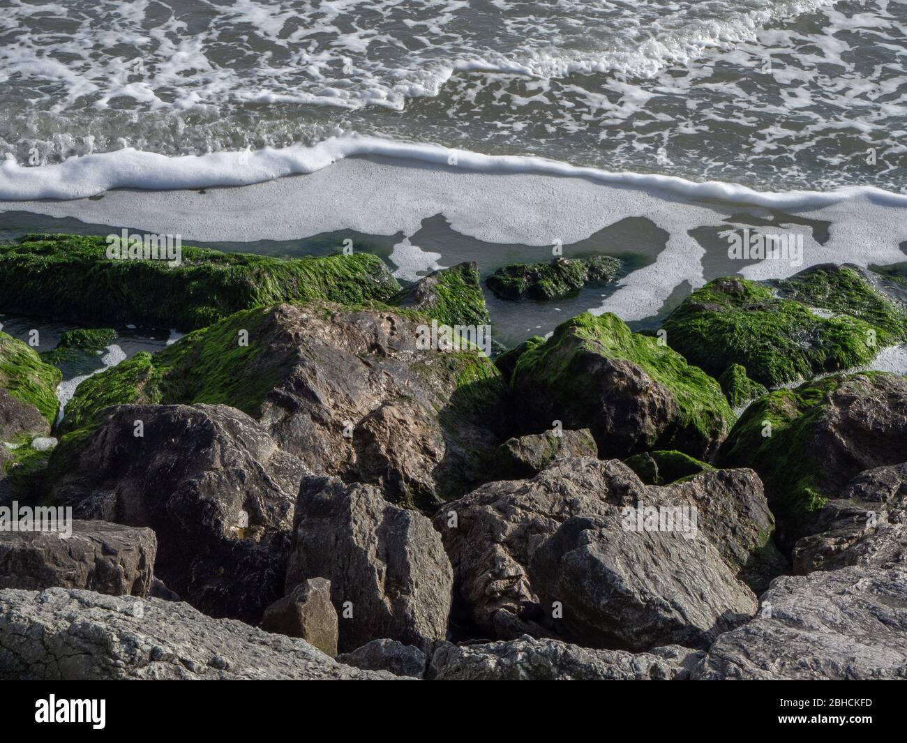 Spiaggia con rocce coperte da alghe verdi Foto Stock
