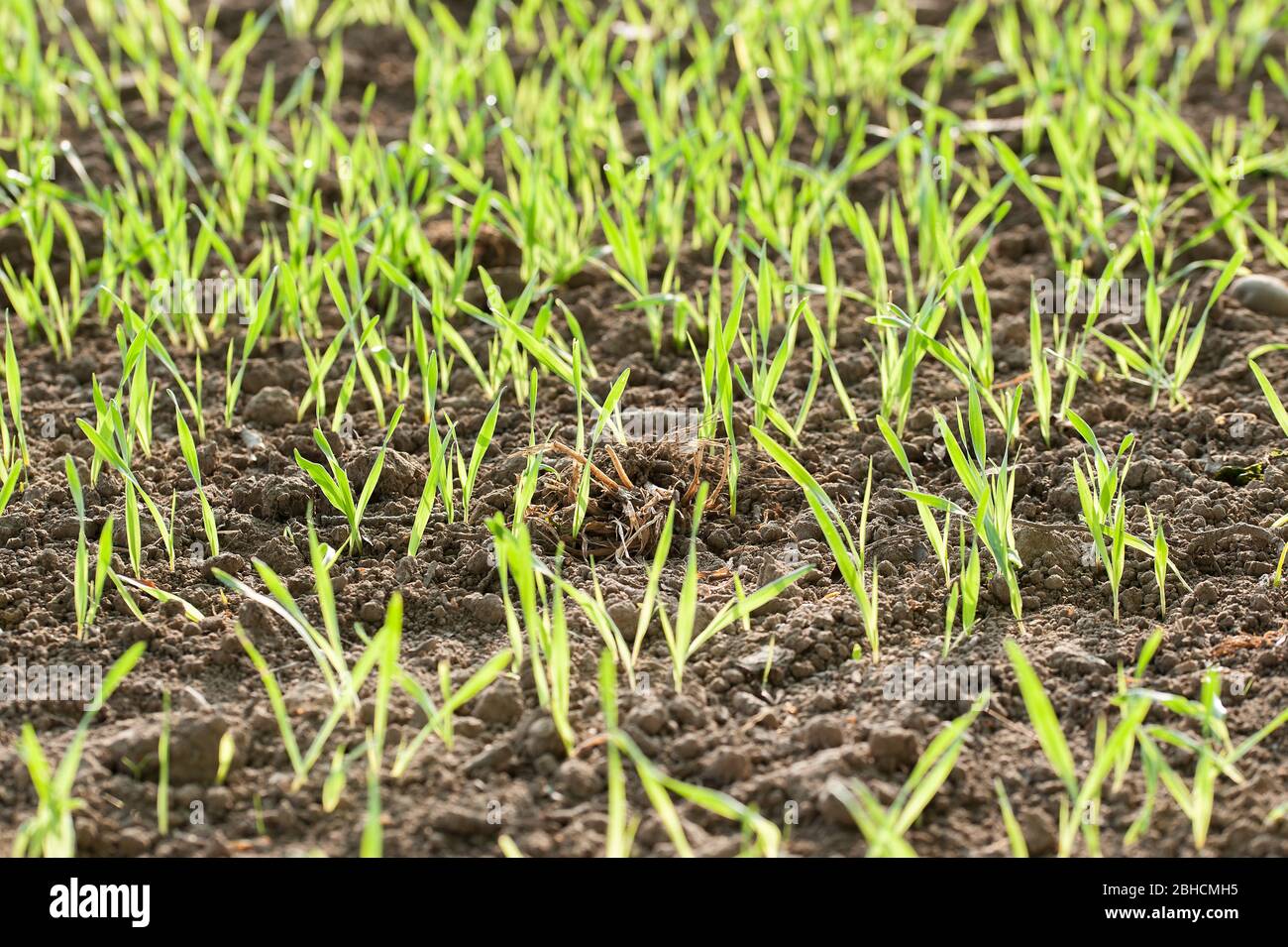 raccolti di molla Foto Stock