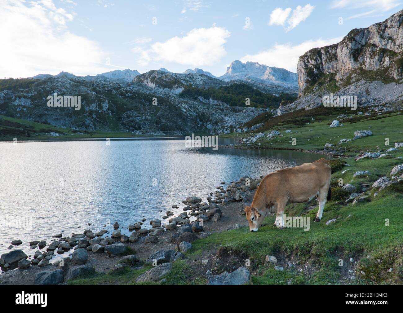 Mucche semi-selvatiche accanto al Lago Ercina nelle montagne Picos, Asturie, Spagna settentrionale Foto Stock