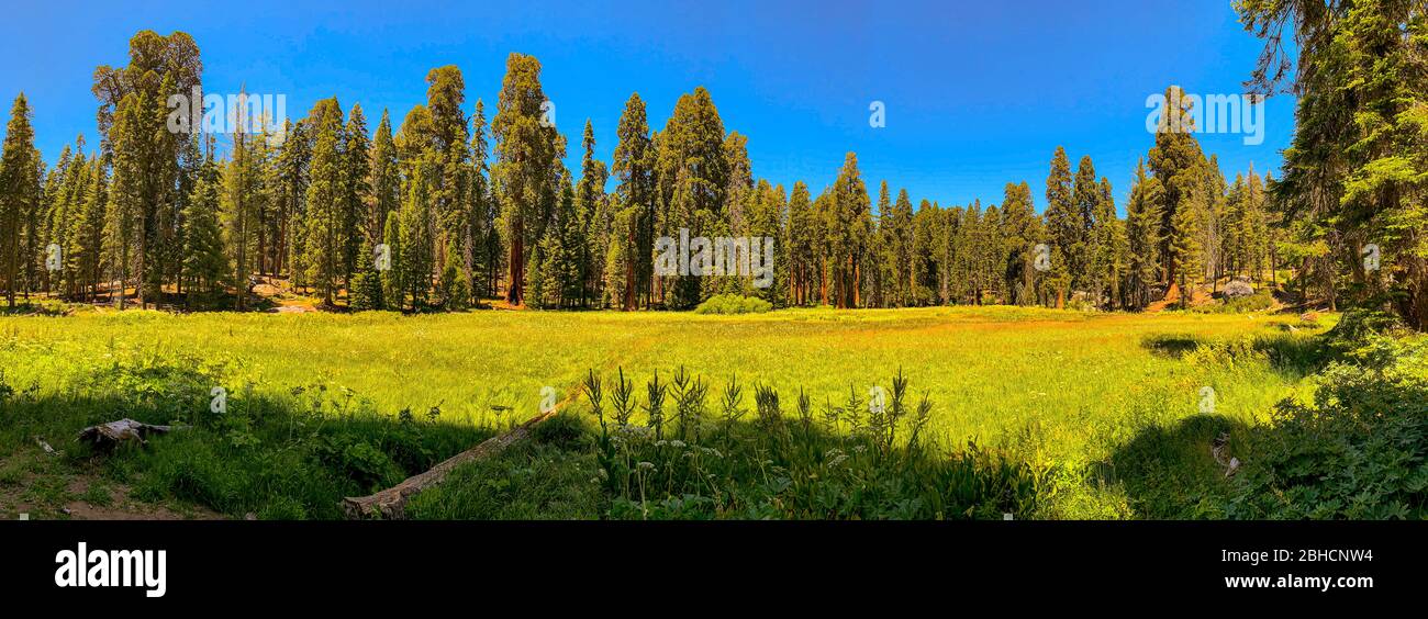 Parco Nazionale di Sequoia in California, Stati Uniti d'America Foto Stock