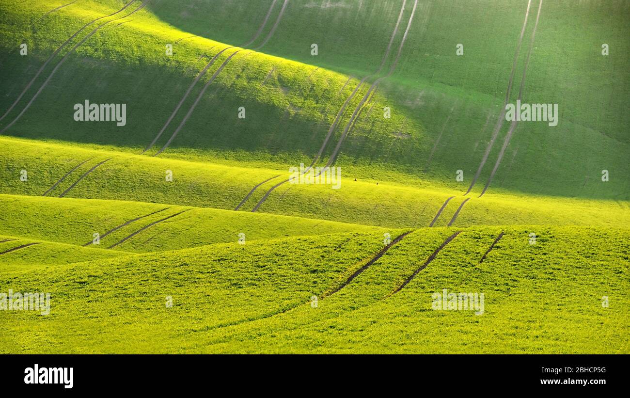 Verde primavera natura sfondo con il sole e l'erba. Onde sul campo. Moravia Toscana - Repubblica Ceca - Europa. Foto Stock