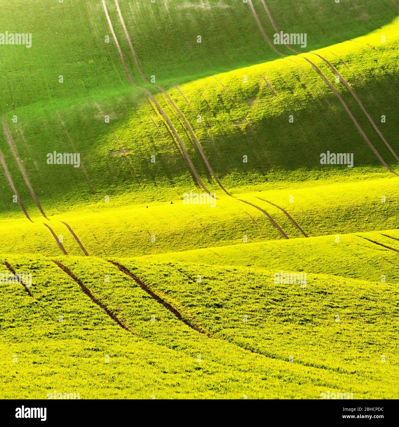 Verde primavera natura sfondo con il sole e l'erba. Onde sul campo. Moravia Toscana - Repubblica Ceca - Europa. Foto Stock