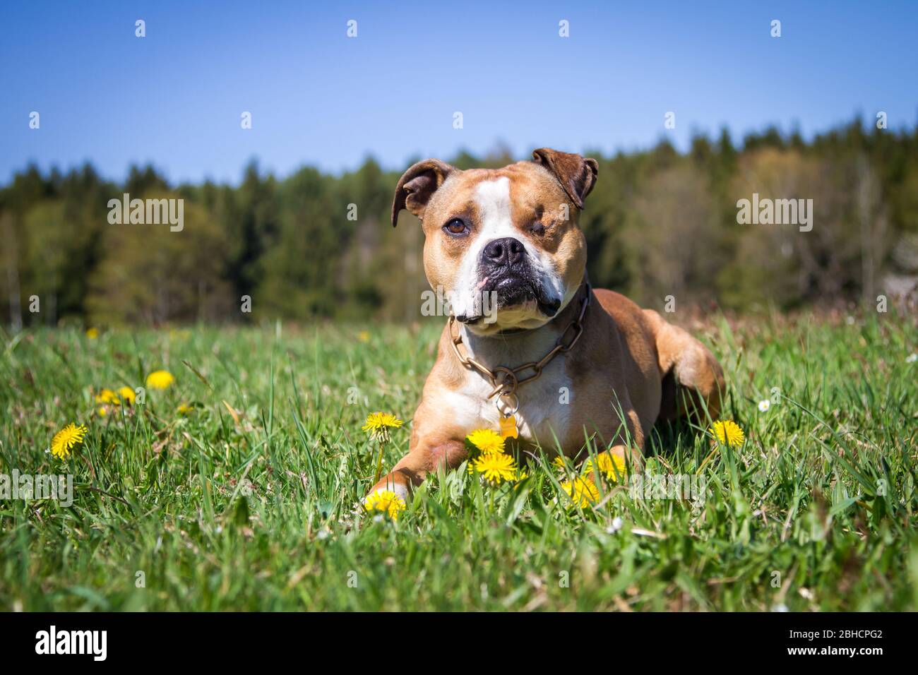 Pit Bull giace nel prato primaverile Foto Stock