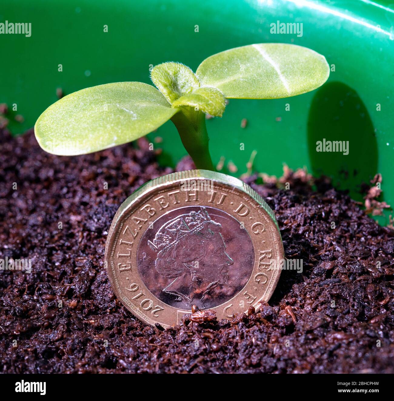 Un nuovo sparo verde con una moneta da una libbra Foto Stock