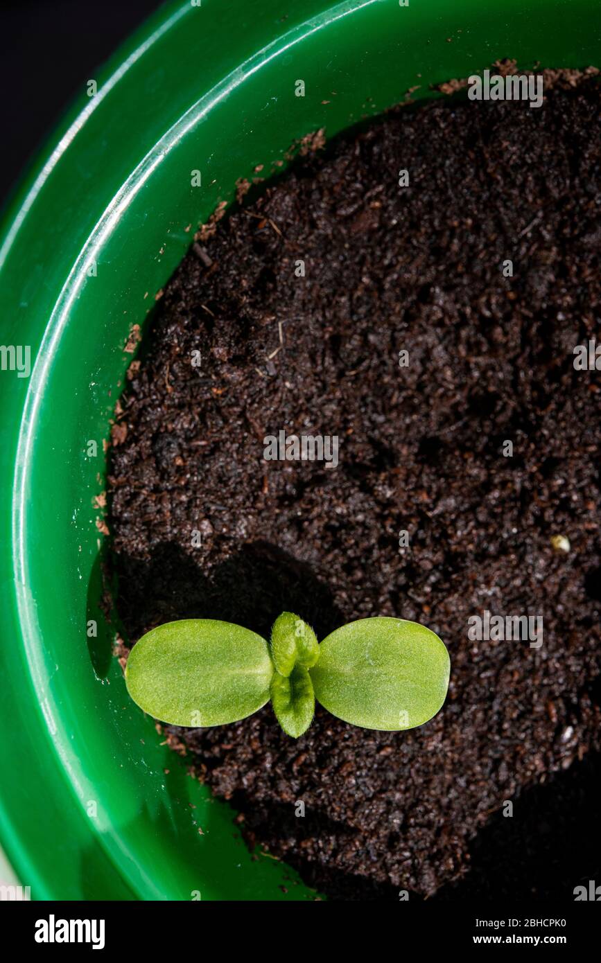 Un nuovo sparo verde in una piccola pentola verde di plastica Foto Stock