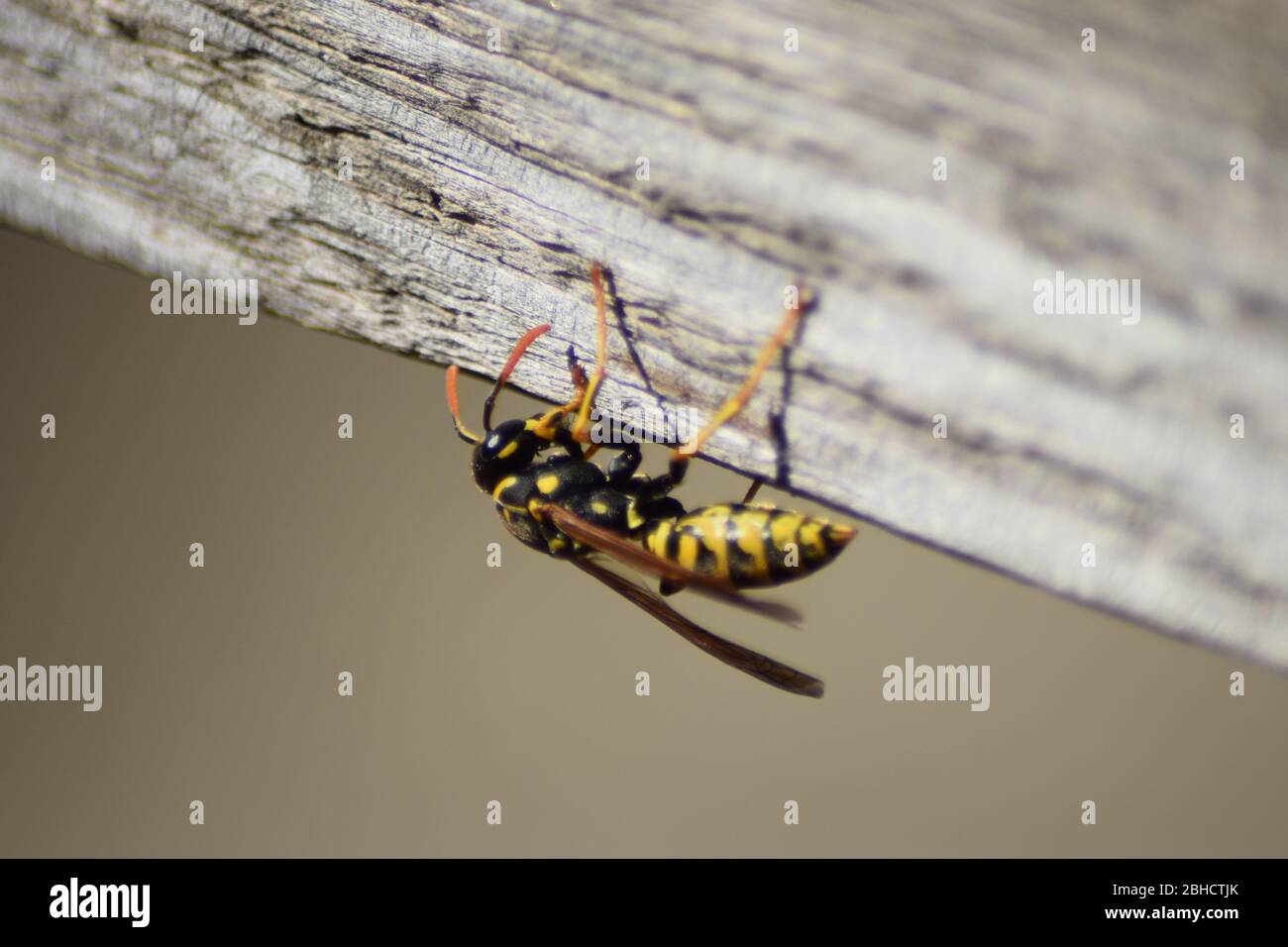 wasp su legno Foto Stock