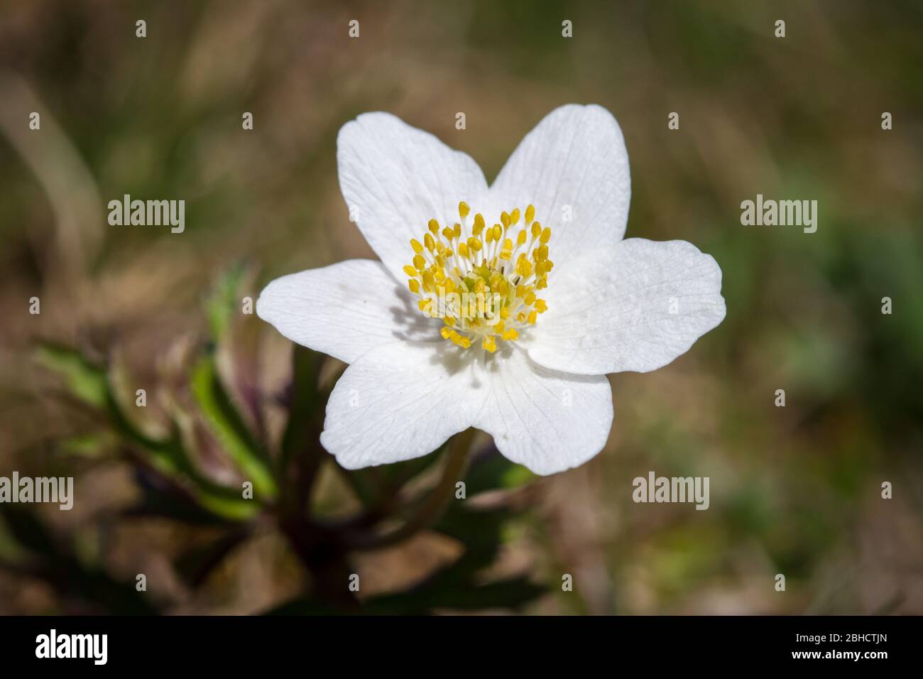 Thimbleweed, fiore di vento, Buschwindröschen (Anemone nemorosa), un fiore bianco di primavera Foto Stock