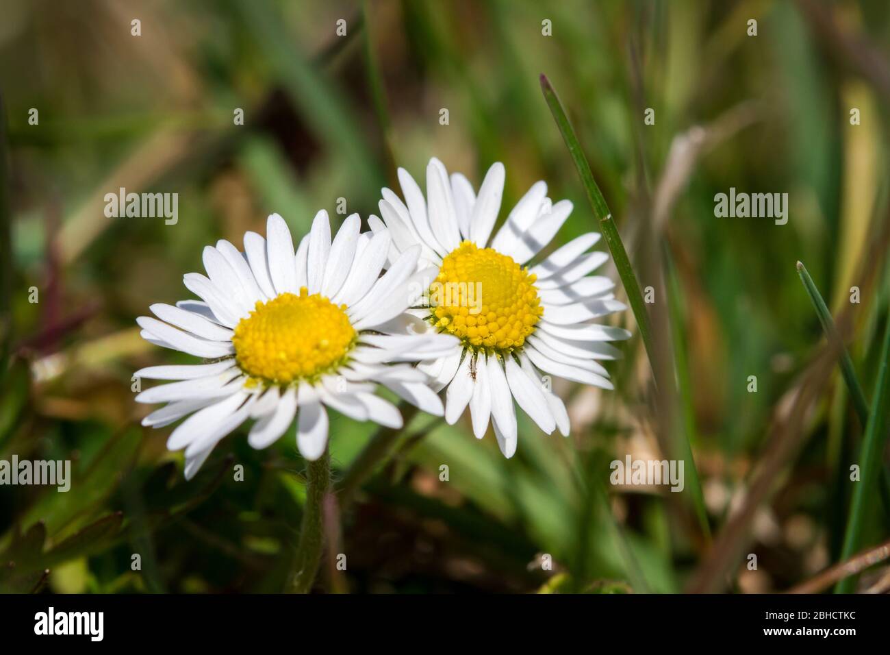 Daisy comune, Gänseblümchen (Bellis perennis), un fiore bianco primavera Foto Stock