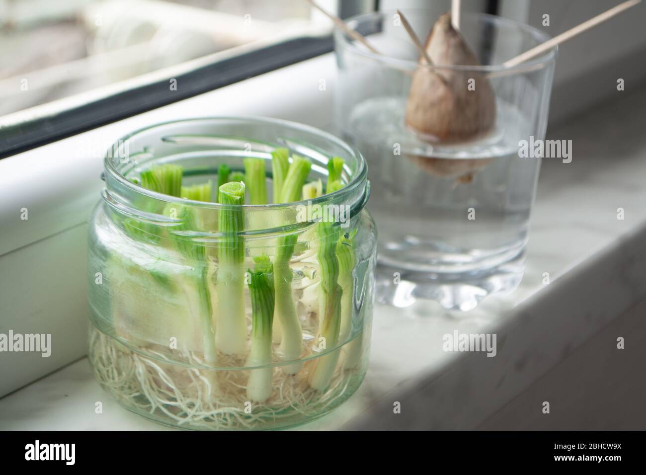 Coltivazione di cipolle verdi scalli da scarti propagandosi in acqua in un vaso su una soglia finestra e avocado crescere da seme con stuzzicadenti per il supporto Foto Stock