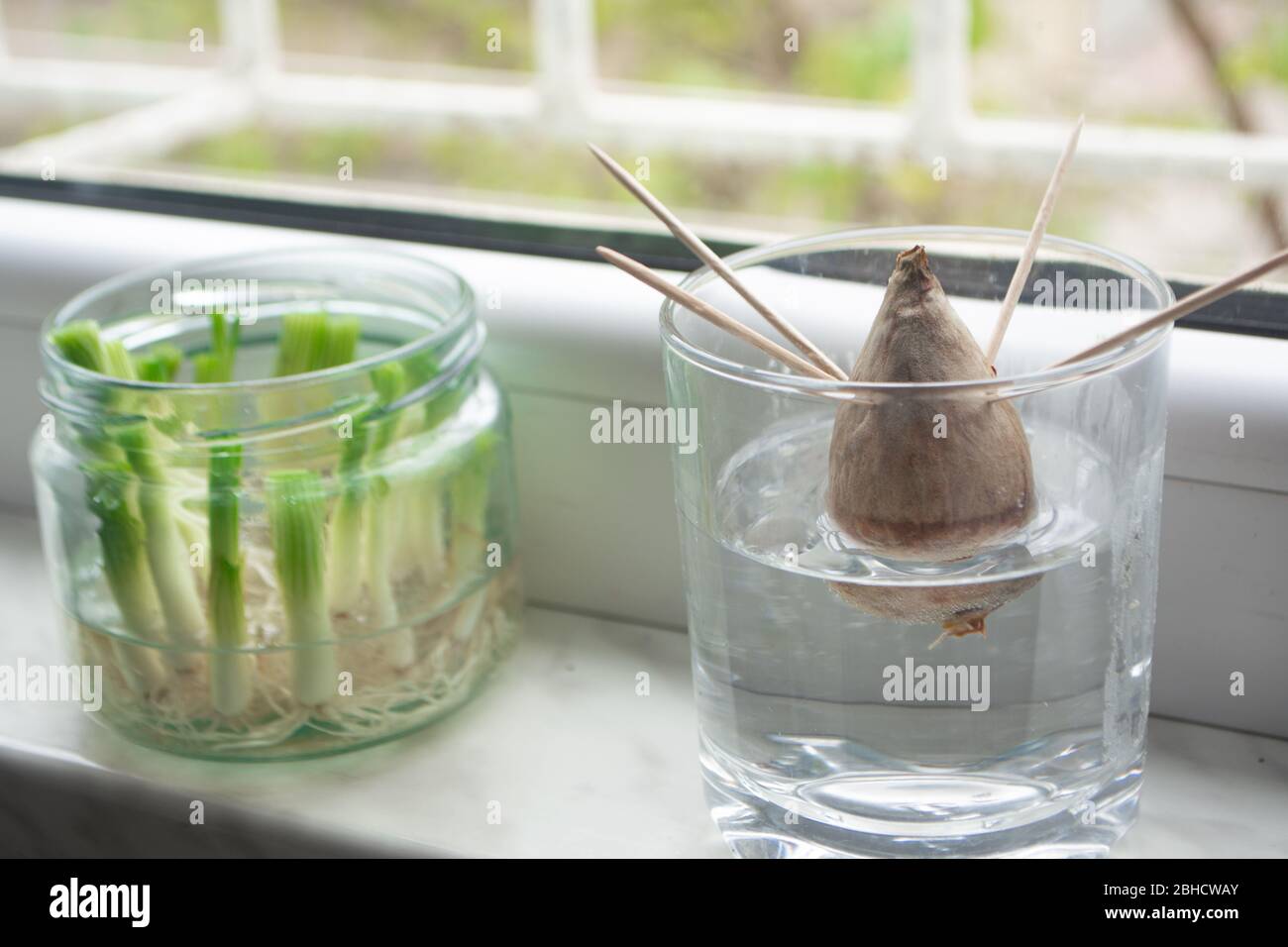 Coltivazione di cipolle verdi scalli da scarti propagandosi in acqua in un vaso su una soglia finestra e avocado crescere da seme con stuzzicadenti per il supporto Foto Stock