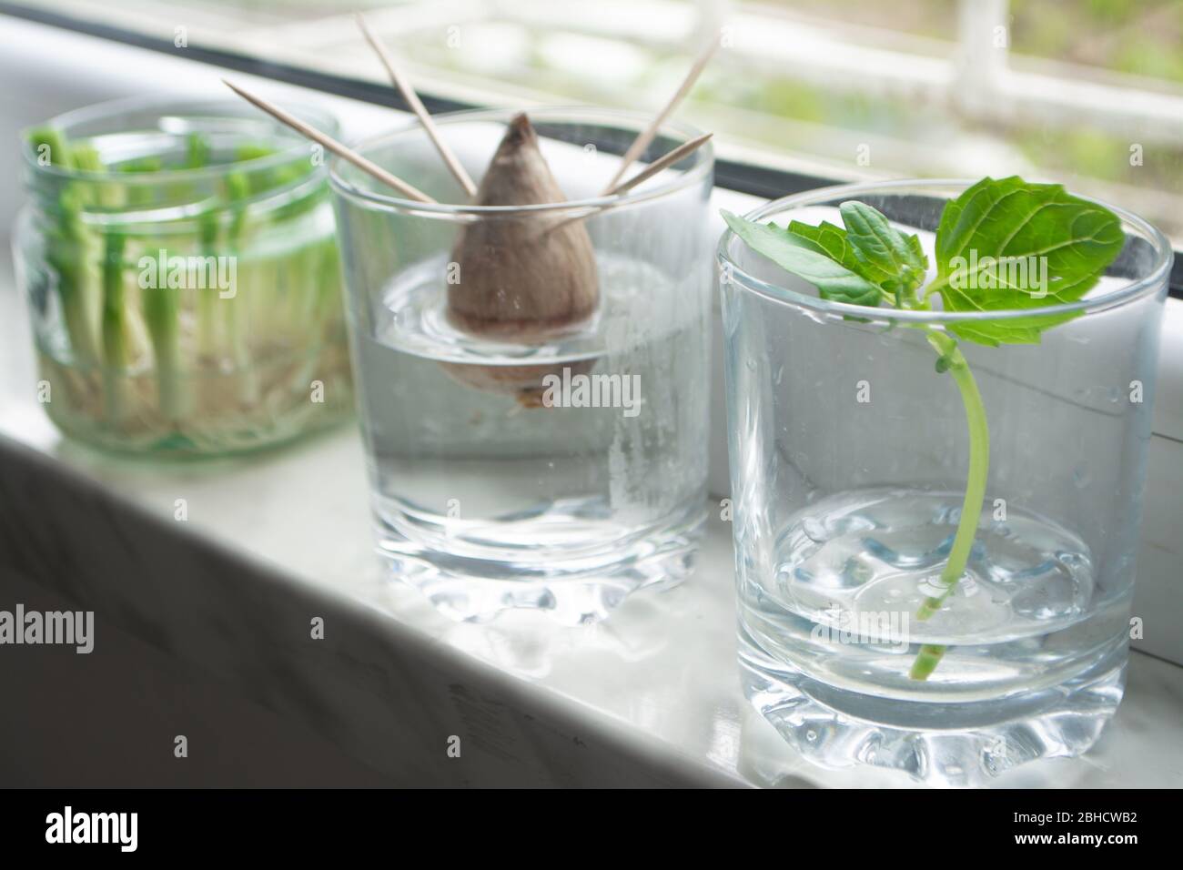 Coltivazione di cipolle verdi scalli da scarti propagandosi in acqua in un vaso su una soglia finestra, basilico che rotola in acqua e avocado che cresce da seme Foto Stock
