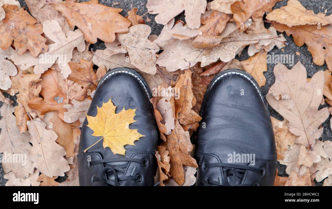 Foglia di acero. Immagine dall'alto delle gambe negli stivali neri. Foglie di autunno gialle giacciono sull'erba verde. Il fogliame è coperto con le prime gelate. Gambe in Foto Stock