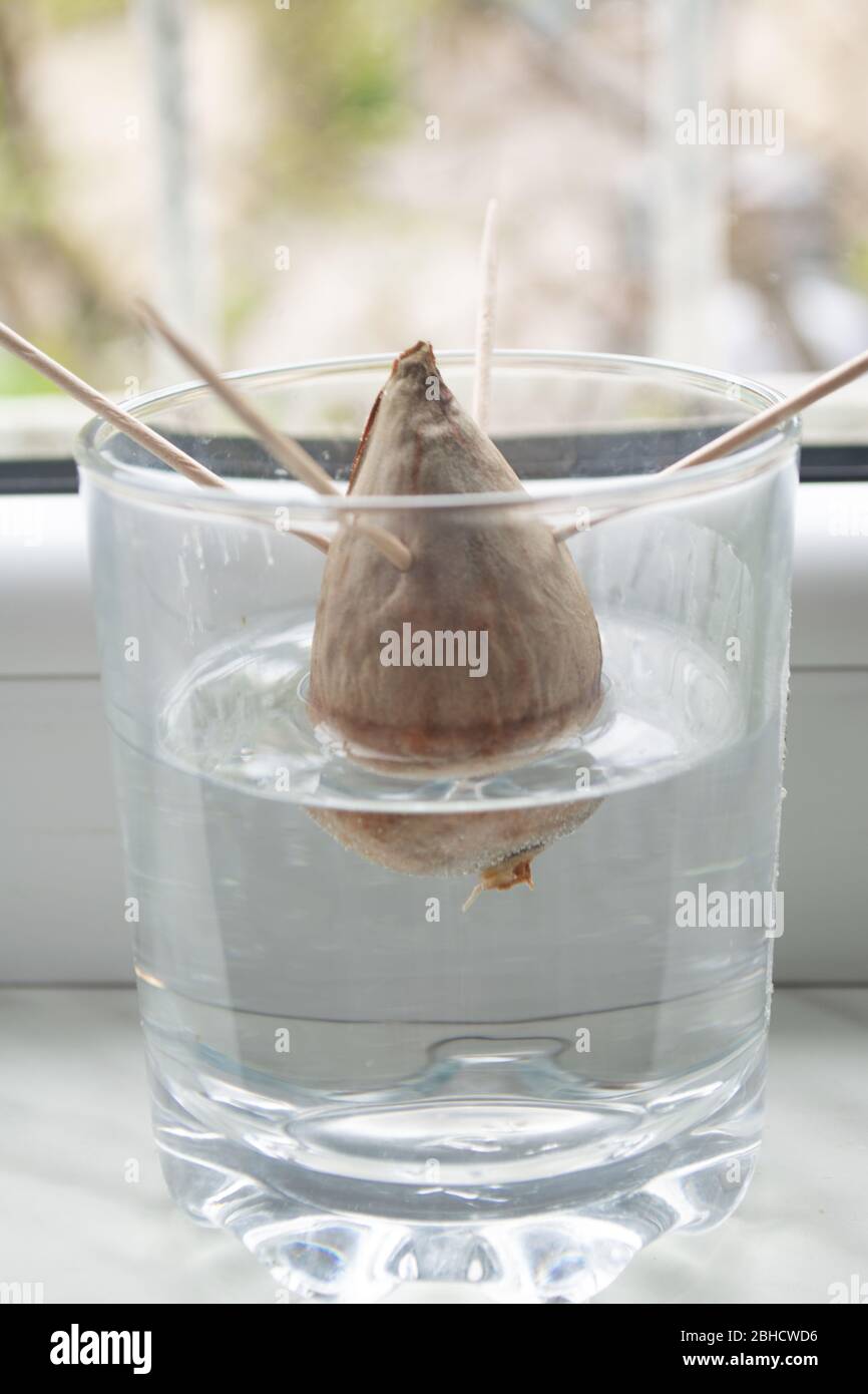 Ricottura/coltivazione della pianta dell'avocado a casa da seme propagando il seme in un vaso con acqua con stuzzicadenti per sostenere Foto Stock