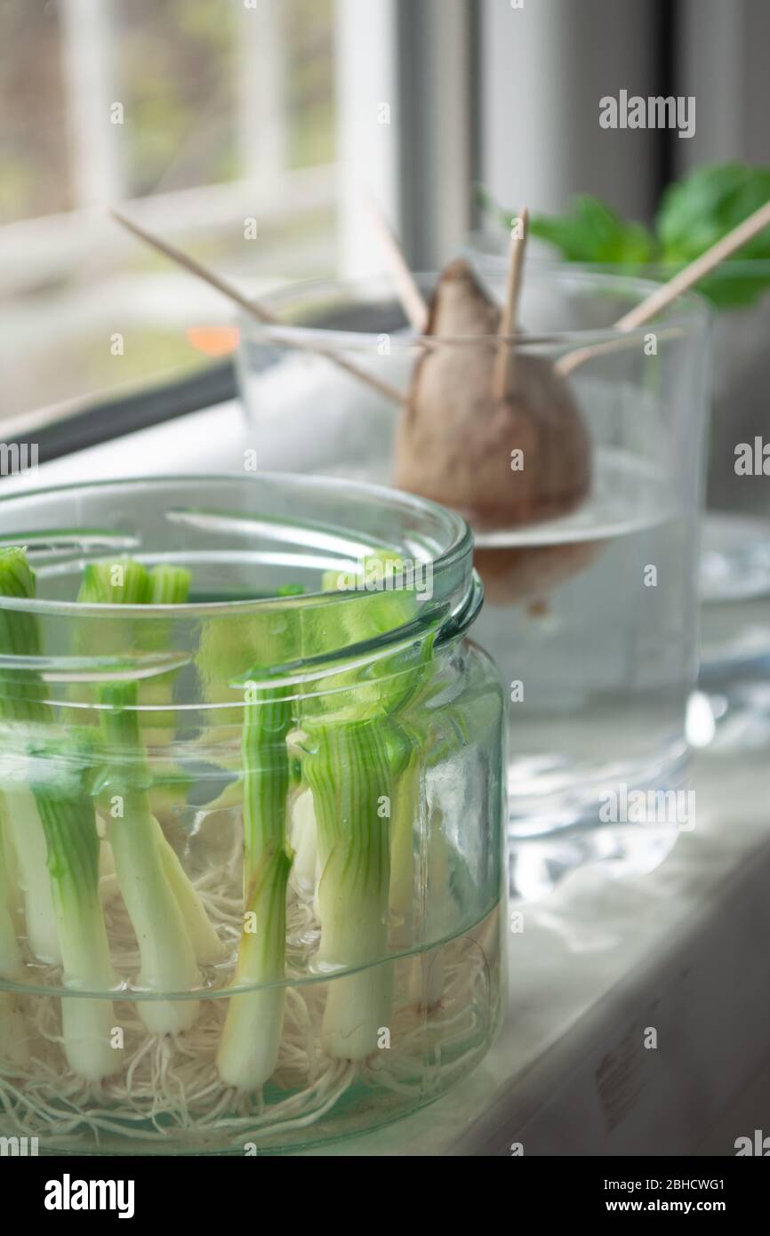 Coltivazione di cipolle verdi scalli da scarti propagandosi in acqua in un vaso su una soglia finestra, basilico che rotola in acqua e avocado che cresce da seme Foto Stock
