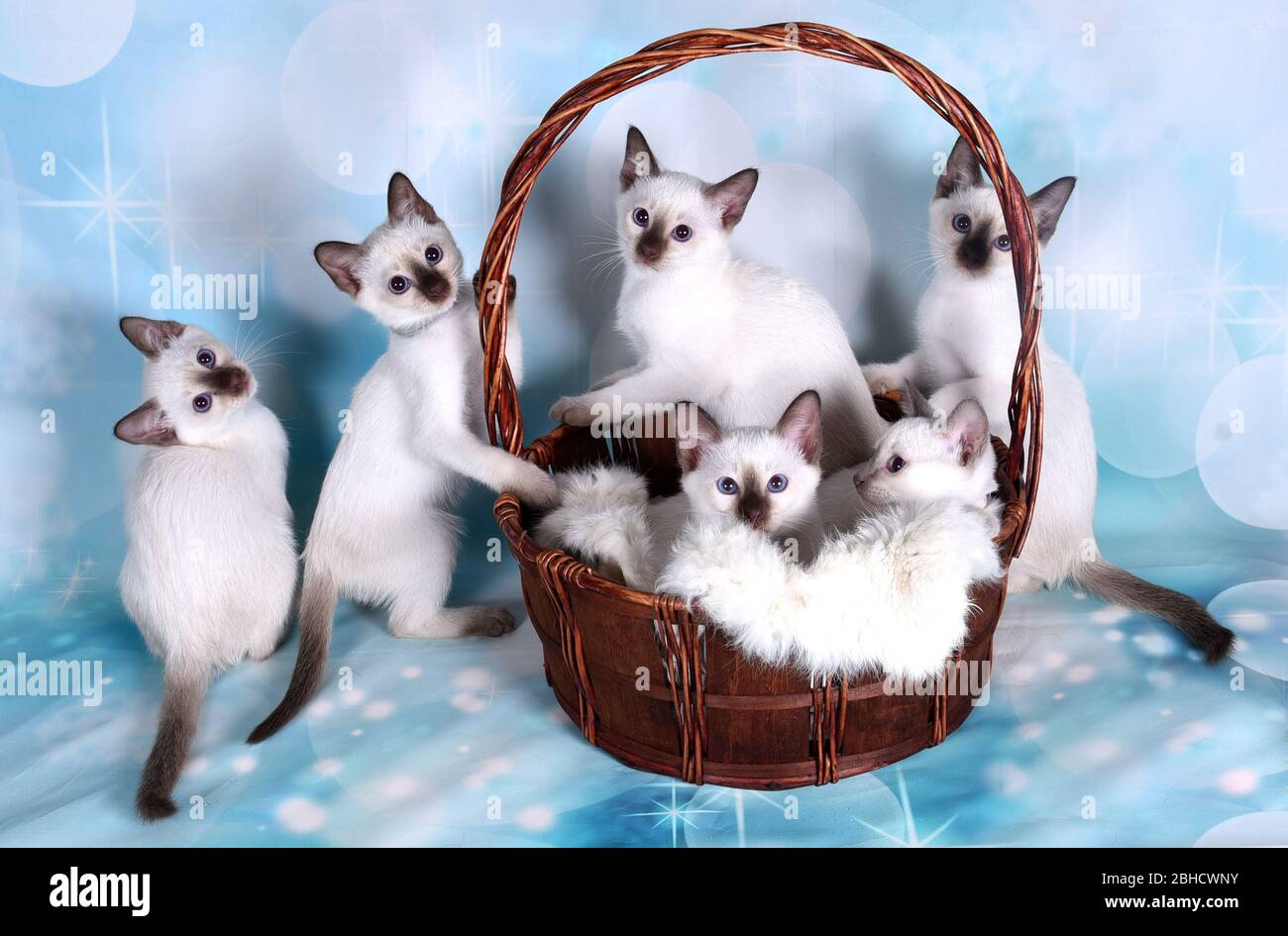 cuccioli nel cesto Foto Stock