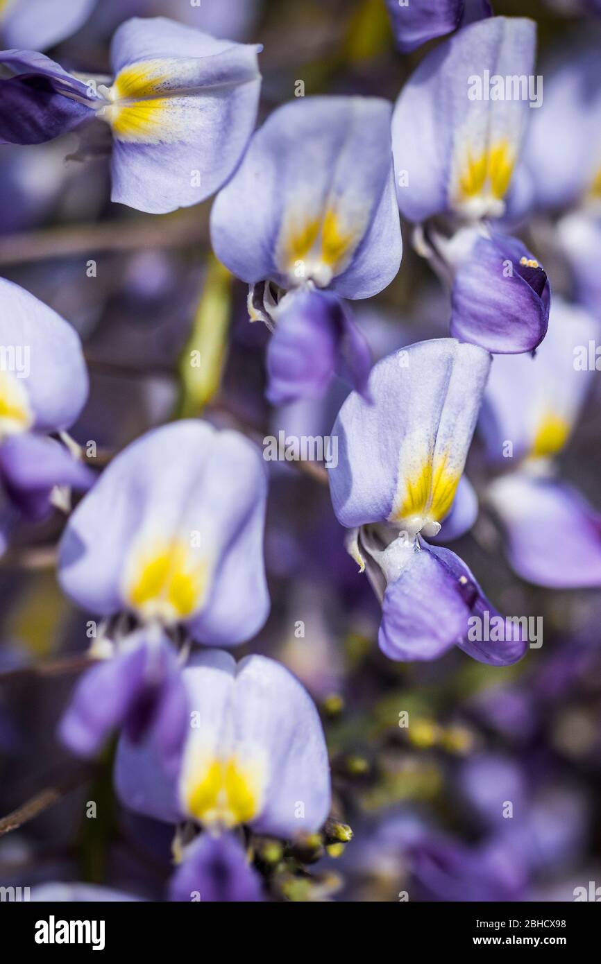 Vista in primo piano dei fiori della pianta di Wisteria. Foto Stock