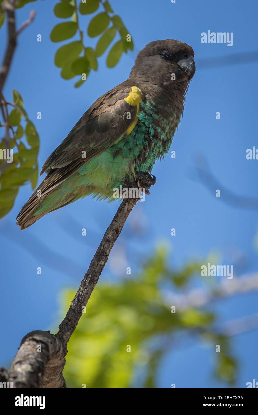 Paesaggi savani del Parco Nazionale di Hwange, Matabeleland Nord, Zimbabwe, forniscono habitat per il pappagallo di Meyer, Poicephalus meyeri, Foto Stock