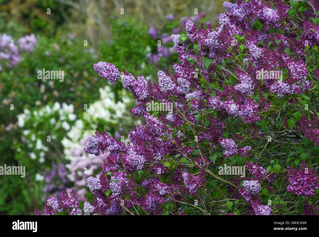 Brighton UK 25 Aprile 2020 - i lilac che sono in piena fioritura alla National Lilac Collection nel Withdean Park Brighton in una calda giornata di sole durante le restrizioni di blocco durante la crisi pandemica Coronavirus COVID-19 . Il parco famoso per i suoi lilac ha la seconda collezione più grande del mondo con oltre 250 tipi . Credit: Simon Dack / Alamy Live News Foto Stock