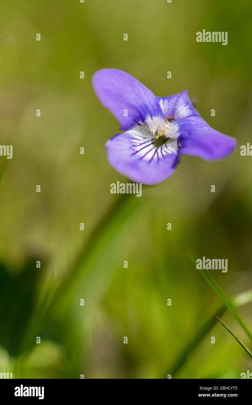 Primo piano di un singolo pansy selvaggio. Foto Stock