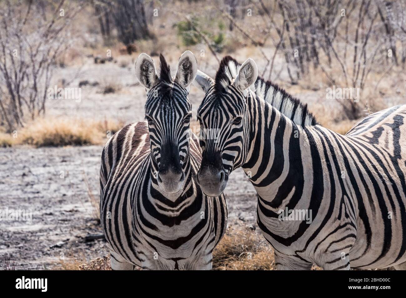 Due carpe bruchellane Zebra in piedi nella savana secca del Parco Nazionale Etosha in Namibia, Africa Foto Stock