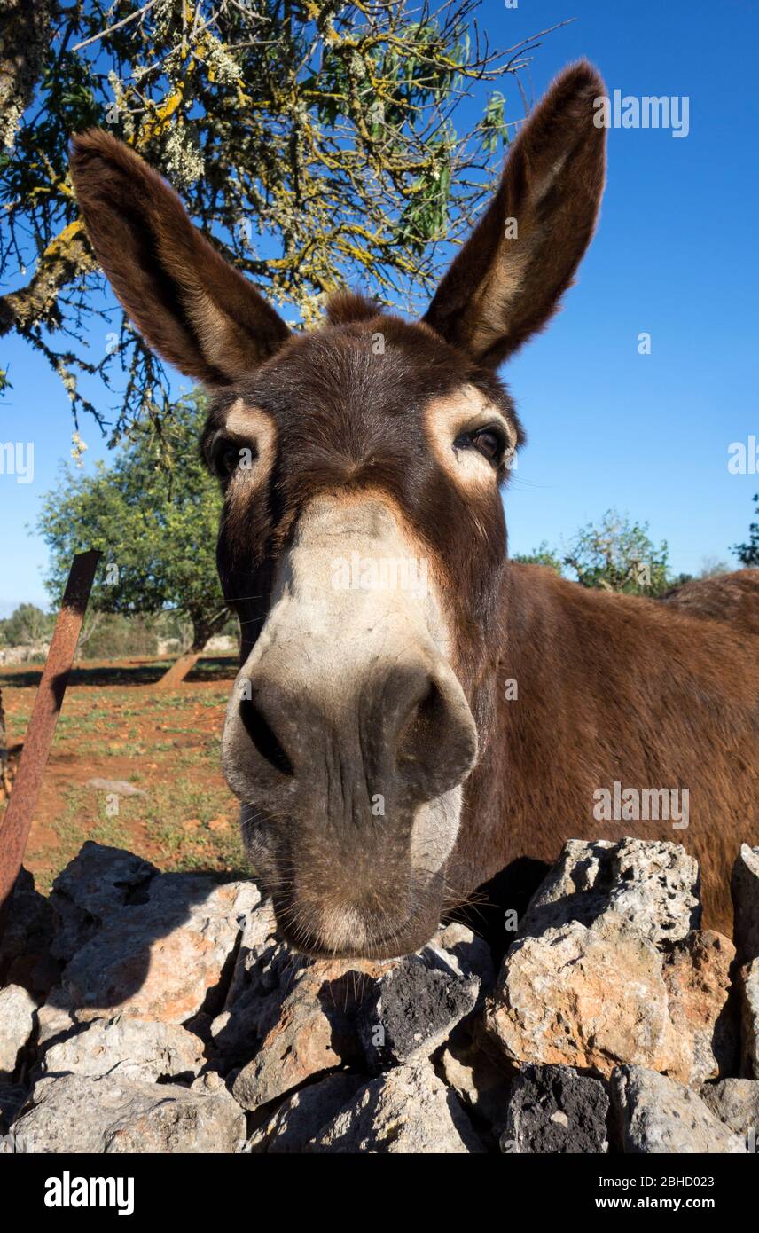 Asino Foto Stock