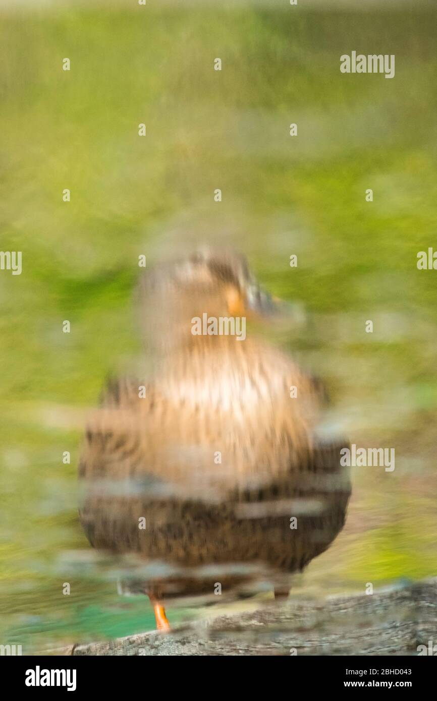 Primo piano astratto di anatra riflessione da parte dello stagno acqua Foto Stock